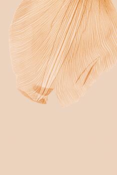 Nature abstract of flower petals, beige transparent leaves with natural texture as natural background or wallpaper. Macro texture, color aesthetic photo with veins of leaf, botanical design.