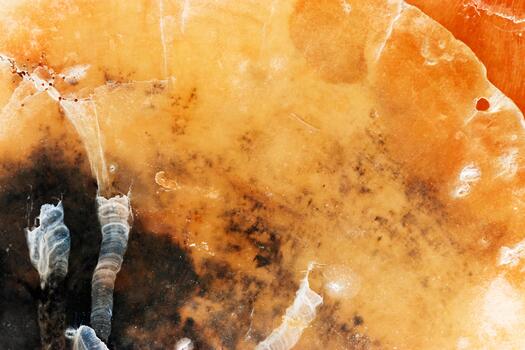 Natural pattern texture seashell, macro trend photo, beauty nature abstract background, top view vivid orange yellow surface of shell, clam closeup, oceanic, nautical, marine, aquatic life backdrop photo