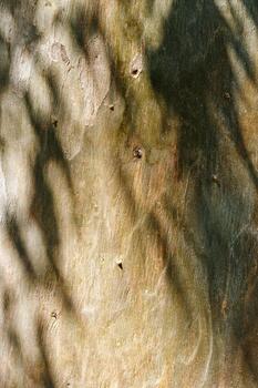 Natural Tree Bark Texture with dark shadows from leaves shadows at sunlight, Earthy Tones photo for Eco-Friendly Design and aesthetic Nature Backgrounds, natural surface of bark sycamore, vivid