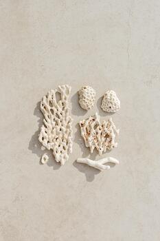 Seashells and corals as minimal pattern. Stylish layout of found shell and coral on ocean shore. Summer relahation concept, beach vibes. Top view nature background, neutral white beige photo