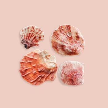 Colored Seashells Minimal Pattern on pink, oceanic and sea life decor, aesthetic summer layout with red white clams, shell of mollusks, creative still life, nature abstract, marine, nautical style photo