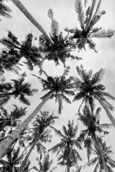 Black and white view of tall palm trees reaching towards the sky, with leaves patterns in contrast to the soft, cloudy backdrop. Monochrome abstract nature outdoors photo, Aesthetic summer scene photo