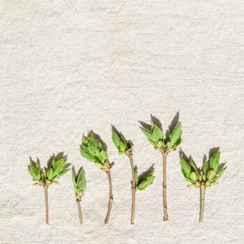 Spring green leaves in minimal style on beige tablecloth. Natural tree branches of lilac with young spring leaves, aesthetic photo close up, nature still life, flat lay, top view pattern