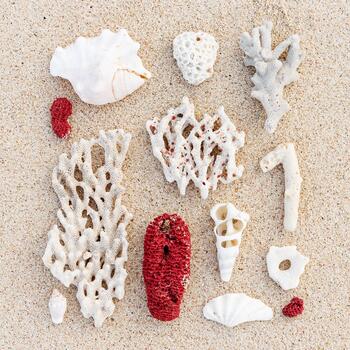 Seashells and Corals Composition on beach sand background. Minimal flat lay pattern of variety of sea shells, white and red coral pieces on sand. Creative top view of natural sea life photo