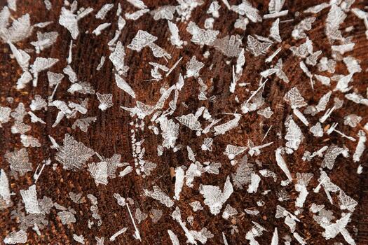 Closeup macro of frost crystals on textured wooden tree surface in winter cold. Pattern of snowflakes on slice of wood as environment background. Concept of nature, season, natural decorative pattern. photo