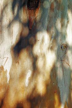 Colorful Eucalyptus tree bark textured background, natural wood patterns and rough grainy wooden surface with dark shadow from leaves, minimal life style nature concept, vivid colored earthy tones photo