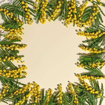 Spring flower flat lay as frame, blooming yellow mimosa branches on beige, floral background, natural spring flowers still life, minimal style print. Springtime holiday card with copy space photo