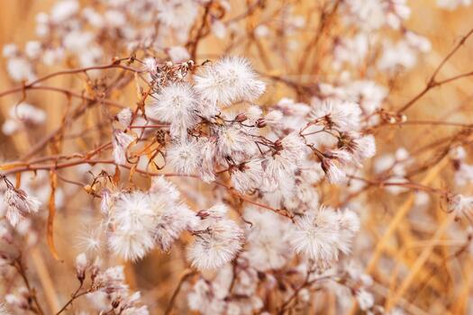 nature patterns of fluffy seeds of wildflowers, natural texture background, Close-up dry grass white yellow gradient color, natural botanical background, soft warm toned, earth color photo