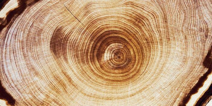 Wood annual rings textured natural background, waves shape of timber tree as minimal nature pattern, banner. Cross-section of juniper. Wood texture eco-friendly, organic or rustic aesthetics. photo