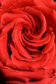 Close up red rose flower with petals macro texture, top view beauty nature background, Natural flowery still life with optical blur, organic design visual trends, vertical format, abstract bloom photo
