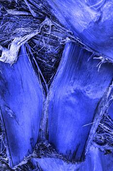 Closeup of natural palm tree trunk texture, blue pattern of fibrous layers. Macro photo nature design backgrounds, abstract nature textures, organic coconut fibers material, minimal botanical