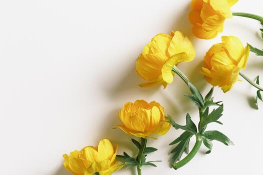 Minimal top view seasonal styling frame from delicate small flower peony yellow colored on light background, nature design flat lay spring summer season card, natural blossoming blooms, empty space photo