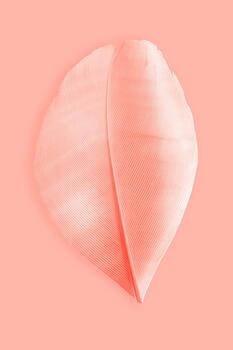 Minimal Aesthetic view of delicate pink bird feather on pastel peach color background. Close up one feather. Creative concept of fragility, tenderness, and lightness, monochrome romance mood photo
