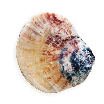 Close up seashell blue yellow colored, object isolated on white background. Beautiful natural Shell of mollusk with soft shadows, ocean and sea life design, organic shape and macro texture details photo