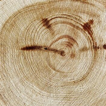 Wood pattern, detailed view of wooden surface with natural tree rings of juniper, grain and line patterns, organic textures in earthy tones. Perfect for nature, woodworking, or organic design photo