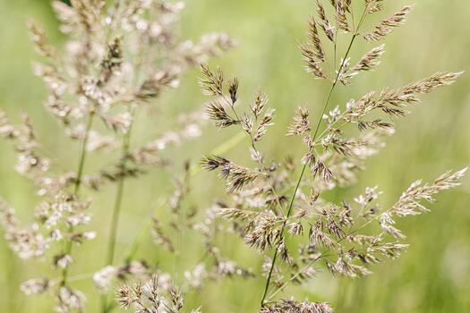 wild grass swaying in sunlit meadow, beige green pastel color. Natural bokeh in background, tranquil and lightness nature. Texture of grass creating minimal aesthetic, beauty in nature photo