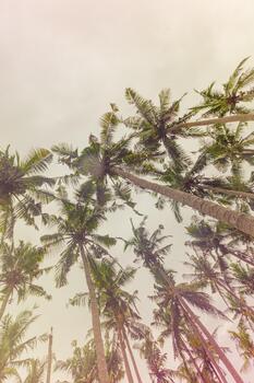 Palm trees view from below under clear sky, travel mood aesthetic nature background, Coconut tree silhouette at tropical coast with Vintage color colorful, summer calm scenery, wide angle photo