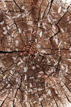 Macro photo of frost crystals on textured wooden tree surface in winter cold. Pattern of snowflakes on slice of wood as environment background. Concept of nature, season, natural decorative pattern.