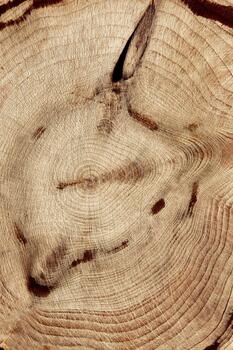 Wood pattern, view of wooden surface with natural tree rings and twig of juniper, grain and line patterns, organic textures in earthy tones. For nature, woodworking, or organic design, vertical photo