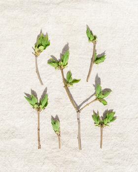 Square pattern with spring tree branches with new leaves at sunlight, Top view green leaf at sunlight minimal style on beige cloth. Botanical nature design photo, spring nature flat lay photo