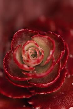 Macro closeup of red succulent plant with delicate rosette-shaped leaves, fine details and soft natural light. Geometric beauty of nature. Background for eco-friendly concepts, botanical design. photo