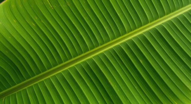 Bright green banana leaf close-up showing parallel veins photo
