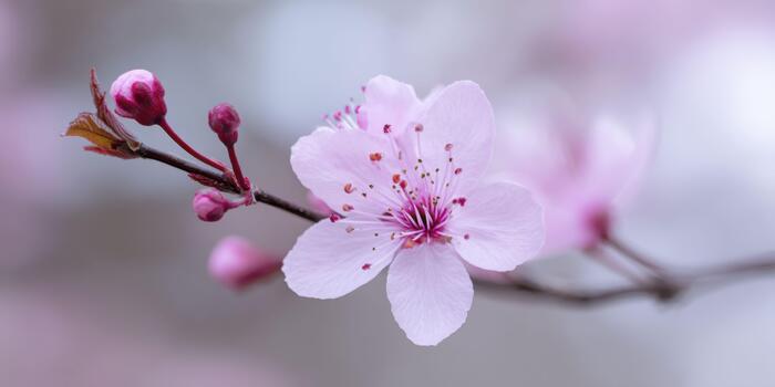 A macro view of a pink cherry blossom, capturing its soft petals and delicate stamen, with a tiny ribbon pin and a blurred spring branch in the background. photo