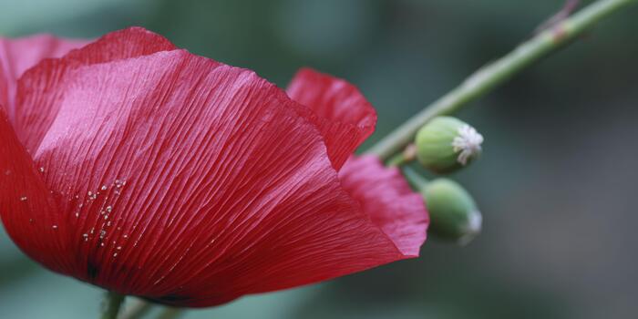 A macro shot of a red poppy petal's creased surface, capturing its papery texture and vibrant color, with fine pollen grains scattered and a blurred green bud in the background. photo