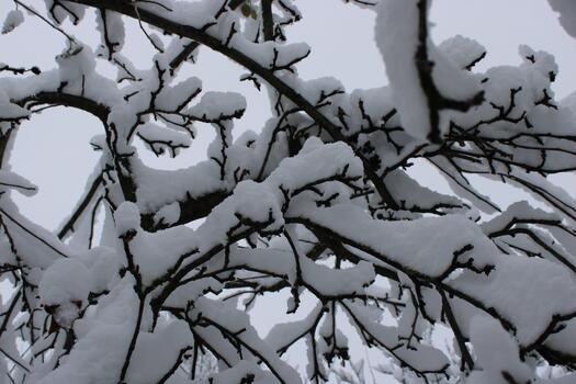 Snow-covered branches create a serene winter landscape in a quiet park during a cloudy day photo