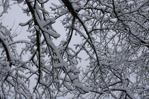 Snow-covered branches create a winter wonderland canopy on a cloudy day photo