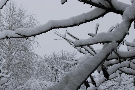 Snow-covered branches create a serene winter landscape in a quiet forest scene photo