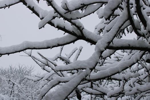 Snow-covered trees create a serene winter landscape in a quiet forest during a cloudy day photo