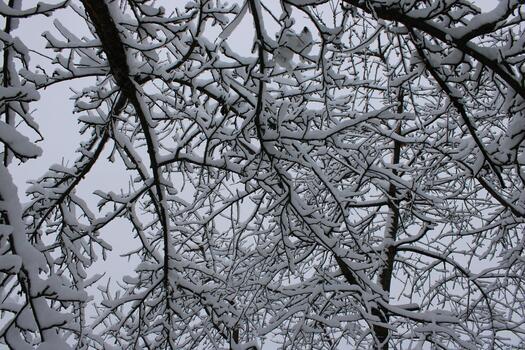 Snow-covered branches create a winter wonderland scene in a quiet forest during a snowy afternoon photo