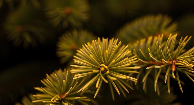 Close-up of evergreen needles showcasing intricate patterns and textures, dark background photo