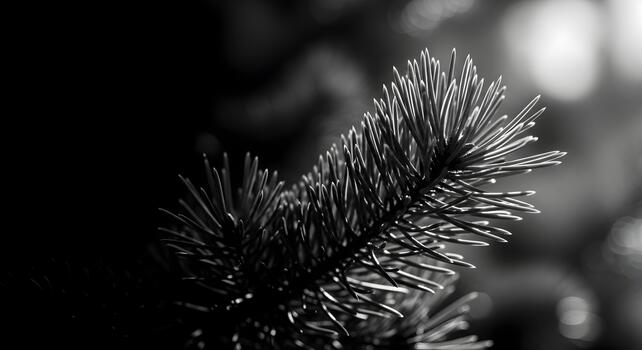 Monochrome close up of a pine branch with needles in a dark and moody setting photo