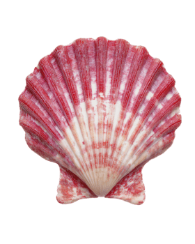 röd och vit kammussla skal med räfflad textur och naturlig mönster isolerat på transparent bakgrund png