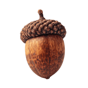 ghianda con strutturato berretto e liscio Noce parte, un' simbolo di natura e autunno, isolato su trasparente sfondo png