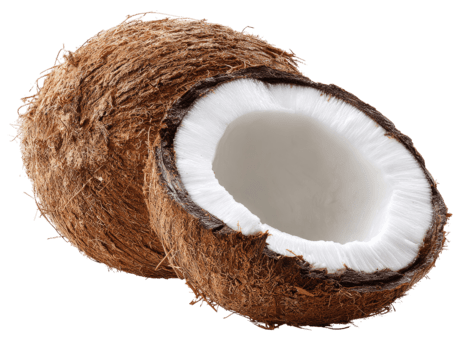 Due noci di cocco uno totale e uno Cracked Aperto visualizzazione bianca carne e Marrone esterno conchiglia isolato su trasparente sfondo png