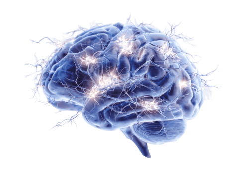 humano cérebro mostrando vibrante neural rede e brilhando sinapses para cognitivo função isolado em transparente fundo png