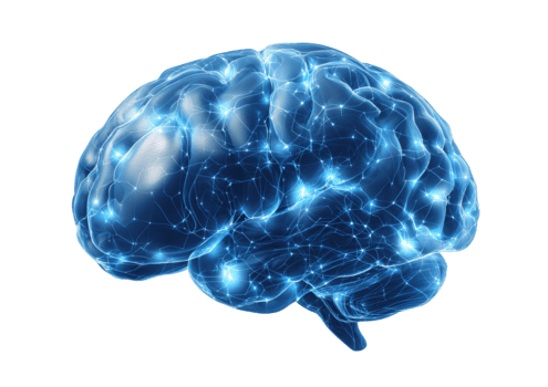 cérebro com brilhando neural rede ilustrando consciência e cognitivo função isolado em transparente fundo png