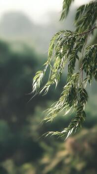 Breeze on a Single Rosewood photo