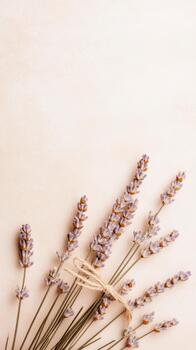 Dried lavender stems tied with string on a light beige background. Floral decoration with gentle colors and empty space at the top. photo