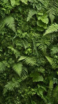 Lush green vertical garden with ferns and diverse foliage filling the frame creating a natural wall texture. photo