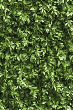 Lush green leaves create a dense, cascading vertical garden pattern with delicate tendrils and small seed pods. photo