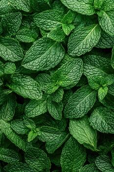 Close up of lush green mint leaves filling the frame, displaying fresh and vibrant texture. photo