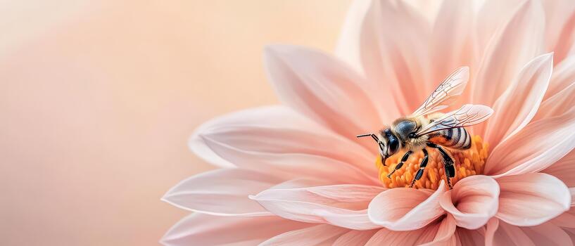 A bee gathers nectar from a soft pink flower, showing nature's delicate pollination process. photo