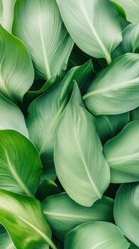 cerca arriba ver de lozano verde hojas, suave superficie, natural patrón, detallado venas, suave Encendiendo, orgánico antecedentes textura. foto