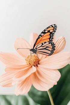 Orange butterfly resting on a soft peach flower petal, delicate insect detail, light background, nature close up. photo