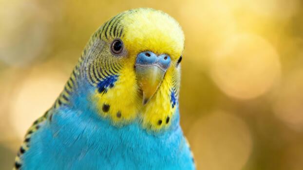 Brightly colored blue and yellow Australian Budgerigar parrot looking directly forward against a shimmering golden bokeh background. photo