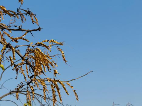 View of trees from below, forest and blue clouds, nature and clean air, forest background A tree with orange leaves is in the middle of a forest photo